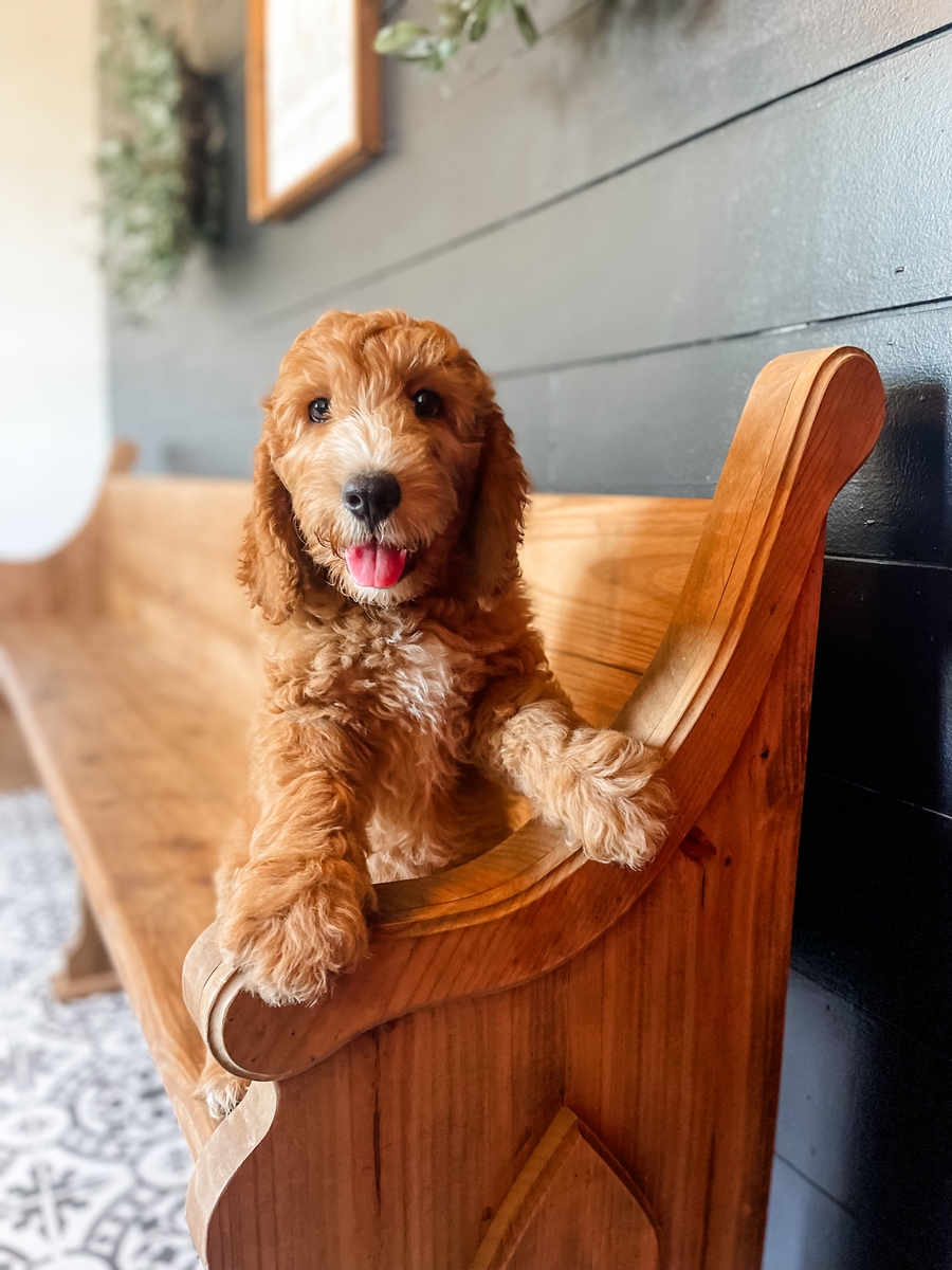 Goldendoodles Breed Photo