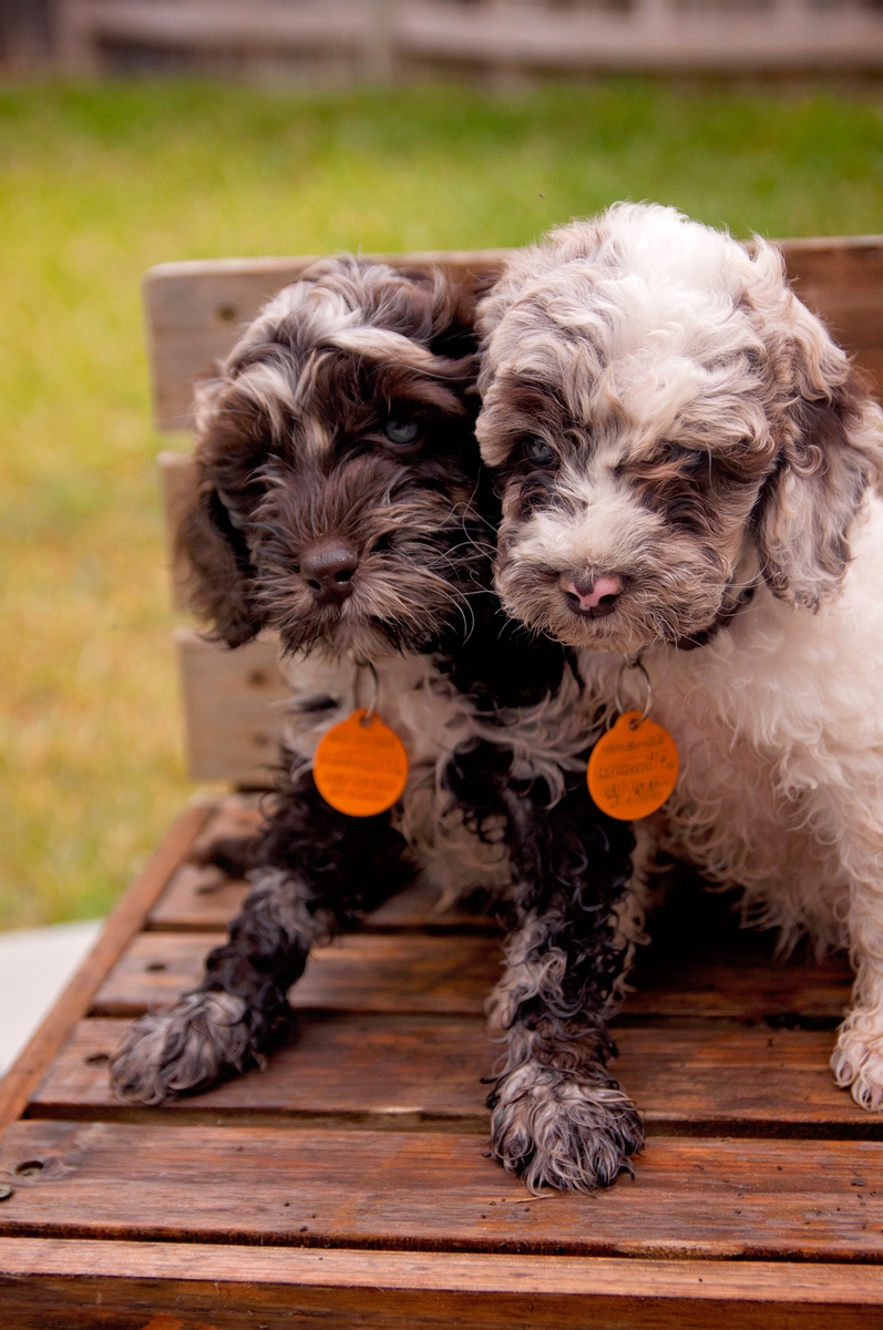 Puppies for Sale Category Photo