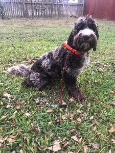 Charmed is expecting medium(25-35lb), chocolate merle, red and chocolate Australian Labradoodle puppies.
Charmed has a unique and stunning merle coat. Her puppies will go fast!